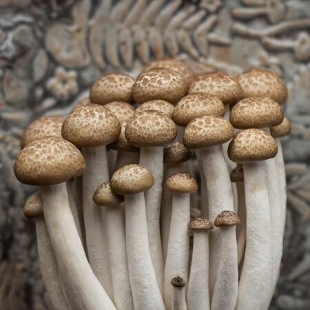 Beech Mushroom