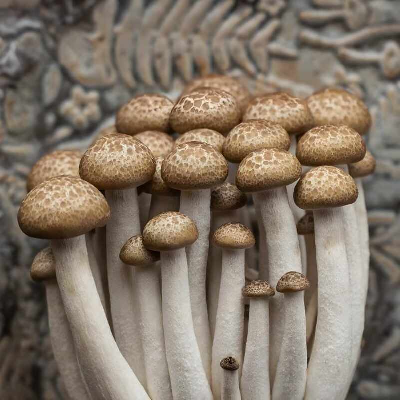 Beech Mushroom
