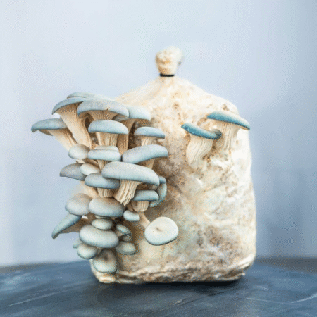 Oyster Mushroom